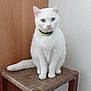 cat, white_cat, pet, animal, feline, stool, wooden_stool, indoor, floor, tile_floor, wall, plastic_cover, collar, sitting, looking_at_camera, domestic_animal, cute, fur, whiskers, ears