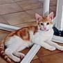 kitten, cat, orange_and_white, indoor, floor, tile_floor, resting, pet, animal, young_cat, curious_eyes, white_metal_frame, paws, ears, whiskers, feline, domestic_cat, relaxed, looking_at_camera, cute