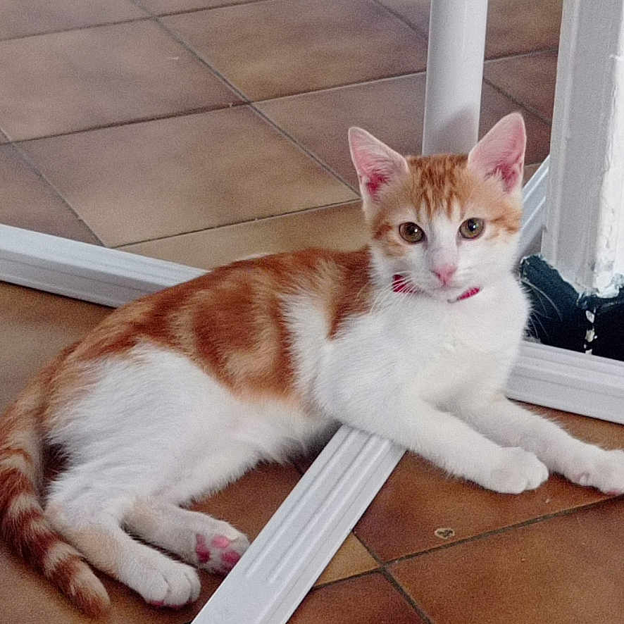 Tigrou a rejoint le concours — aidez-le/la à gagner de superbes lots ! animal, cat, curious_eyes, cute, domestic_cat, ears, feline, floor, indoor, kitten, looking_at_camera, orange_and_white, paws, pet, relaxed, resting, tile_floor, whiskers, white_metal_frame, young_cat