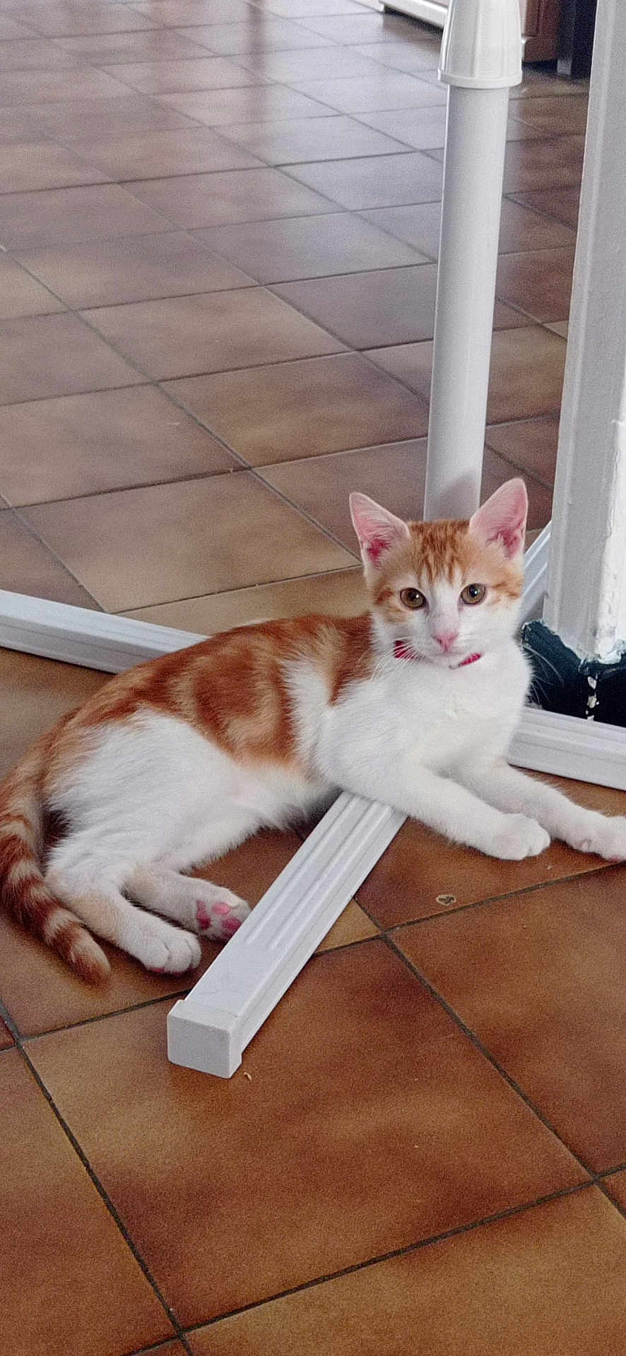 Tigrou