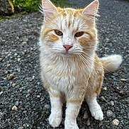 Angel a rejoint le concours — aidez-le/la à gagner de superbes lots ! animal, calm, car, cat, closeup, daylight, ears, fluffy, fur, gravel, greenery, nature, orange_cat, outdoor, pet, portrait, sitting, tail, whiskers, white_cat