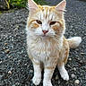 animal, calm, car, cat, closeup, daylight, ears, fluffy, fur, gravel, greenery, nature, orange_cat, outdoor, pet, portrait, sitting, tail, whiskers, white_cat