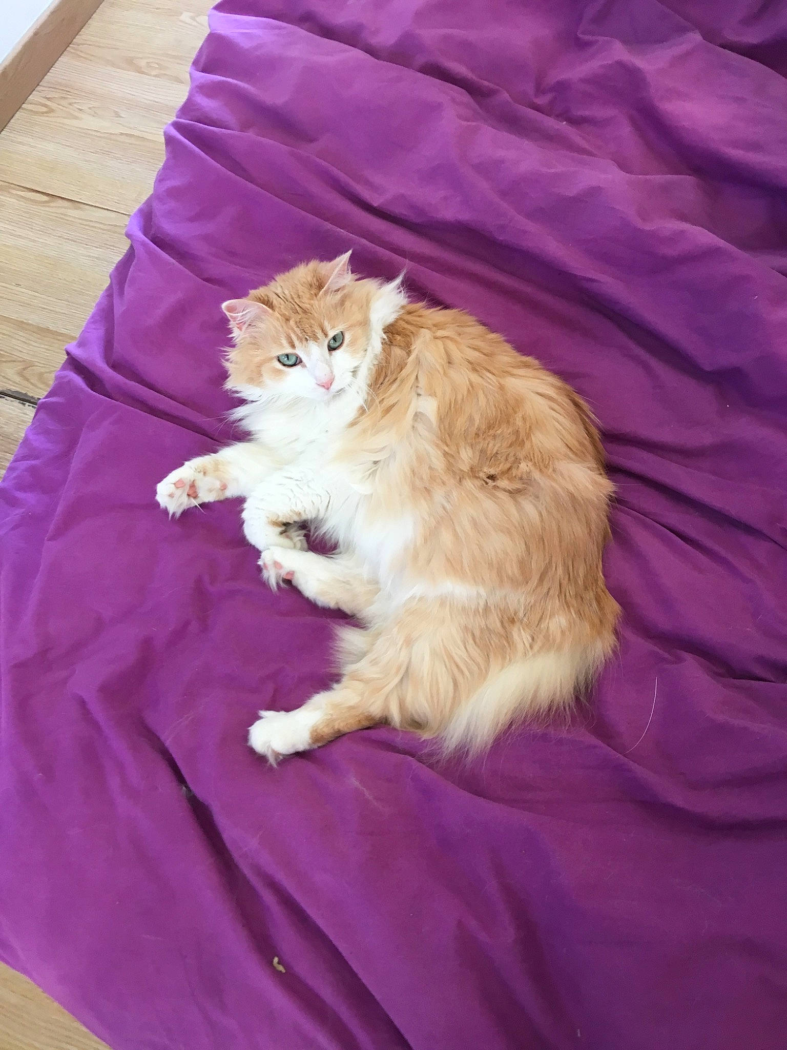 Zena participe au concours pour gagner de l'argent avec cette photo : carnivore, cat, cymric, domestic_long_haired_cat, domestic_short_haired_cat, european_shorthair, fawn, felidae, fur, kitten, norwegian_forest_cat, ragamuffin, small_to_medium_sized_cats, tail, whiskers