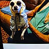 dog, pet, skeleton_costume, sunglasses, costume, halloween, small_dog, chihuahua, animal, portrait, sitting, couch, indoor, living_room, cushion, brown, blue, funny, fashion, photograph