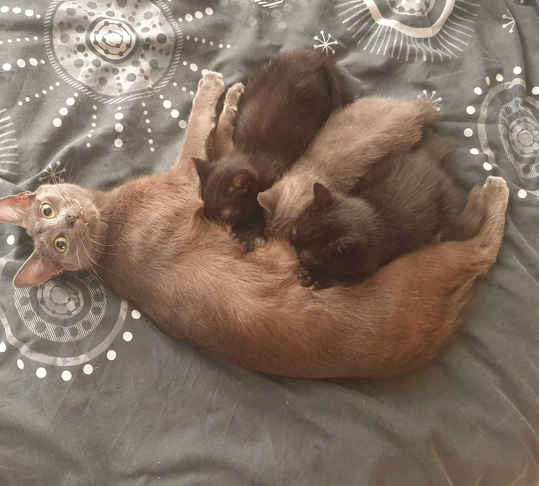 Smokey And Her Babies is registered to the contest to win money with this photo: brown, canidae, carnivore, cat, comfort, companion_dog, dog_breed, fawn, felidae, fur, linens, liver, paw, small_to_medium_sized_cats, snout, sporting_group, tail, terrestrial_animal, whiskers, working_animal