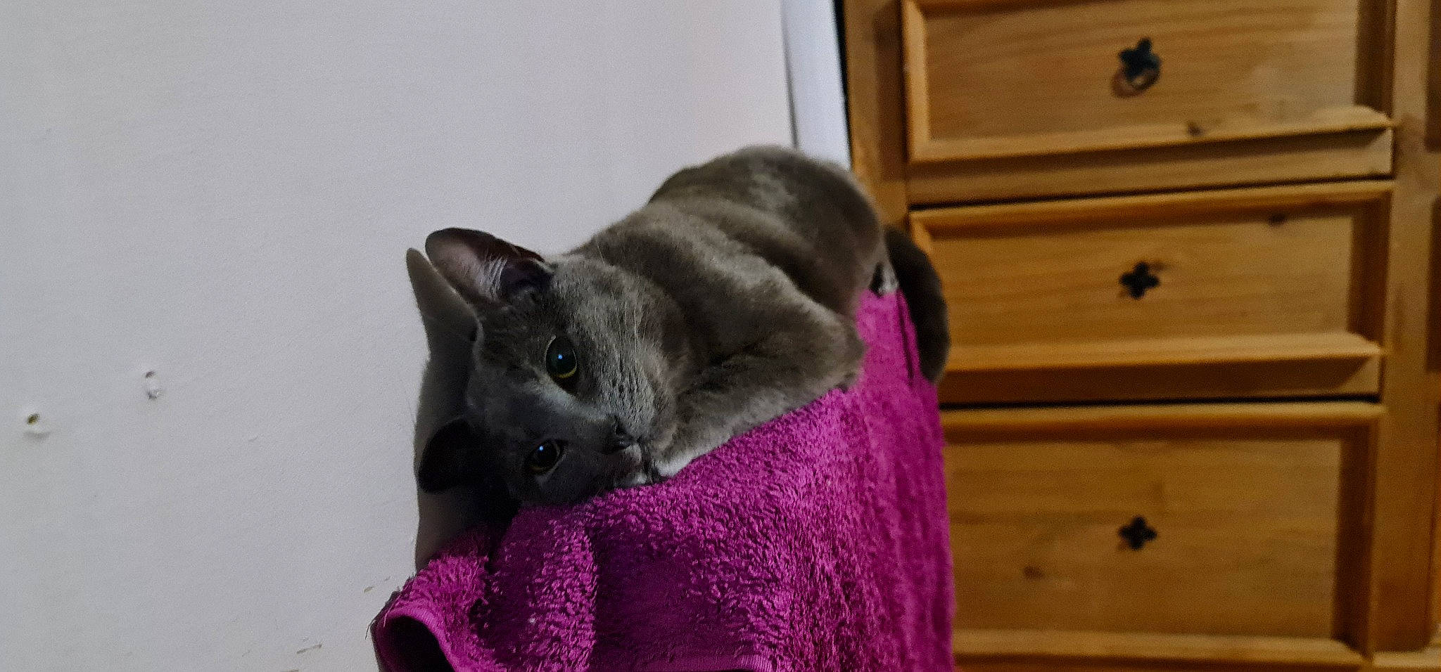 Floof joined the competition — help win amazing prizes! cabinetry, carnivore, cat, chest_of_drawers, comfort, cupboard, domestic_short_haired_cat, drawer, felidae, fur, grey, hardwood, magenta, purple, russian_blue, small_to_medium_sized_cats, snout, tail, whiskers, wood