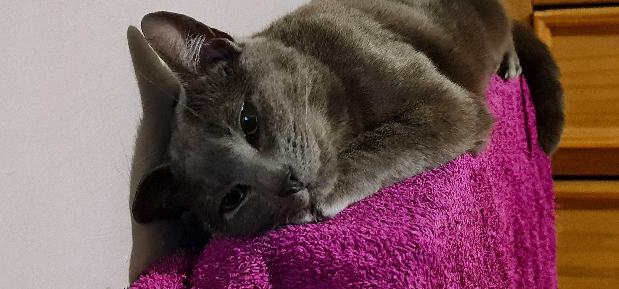 Floof is registered to the contest to win money with this photo: carnivore, cat, chartreux, claw, comfort, domestic_short_haired_cat, felidae, fur, grey, magenta, russian_blue, small_to_medium_sized_cats, terrestrial_animal, whiskers