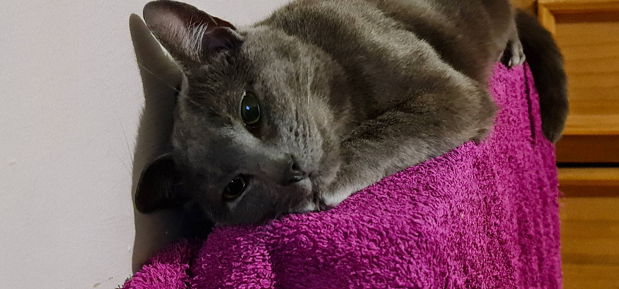 Floof is registered to the contest to win money with this photo: carnivore, cat, comfort, domestic_short_haired_cat, felidae, fur, grey, magenta, russian_blue, small_to_medium_sized_cats, whiskers