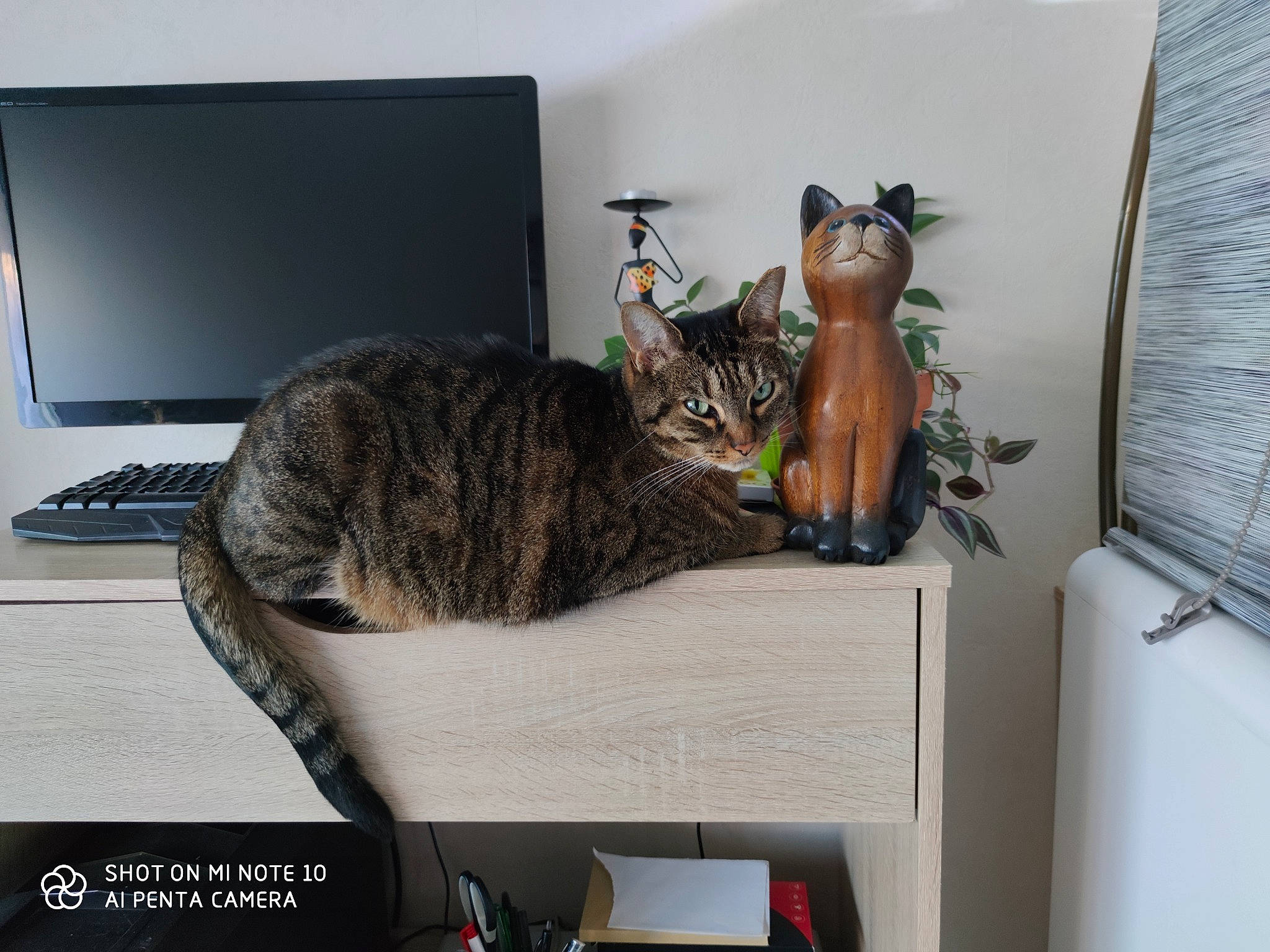 Maggie a rejoint le concours — aidez-le/la à gagner de superbes lots ! asian, bengal, carnivore, cat, domestic_short_haired_cat, dragon_li, european_shorthair, felidae, furniture, kitten, ocicat, shelf, shelving, small_to_medium_sized_cats, tabby_cat, tail, toyger, whiskers