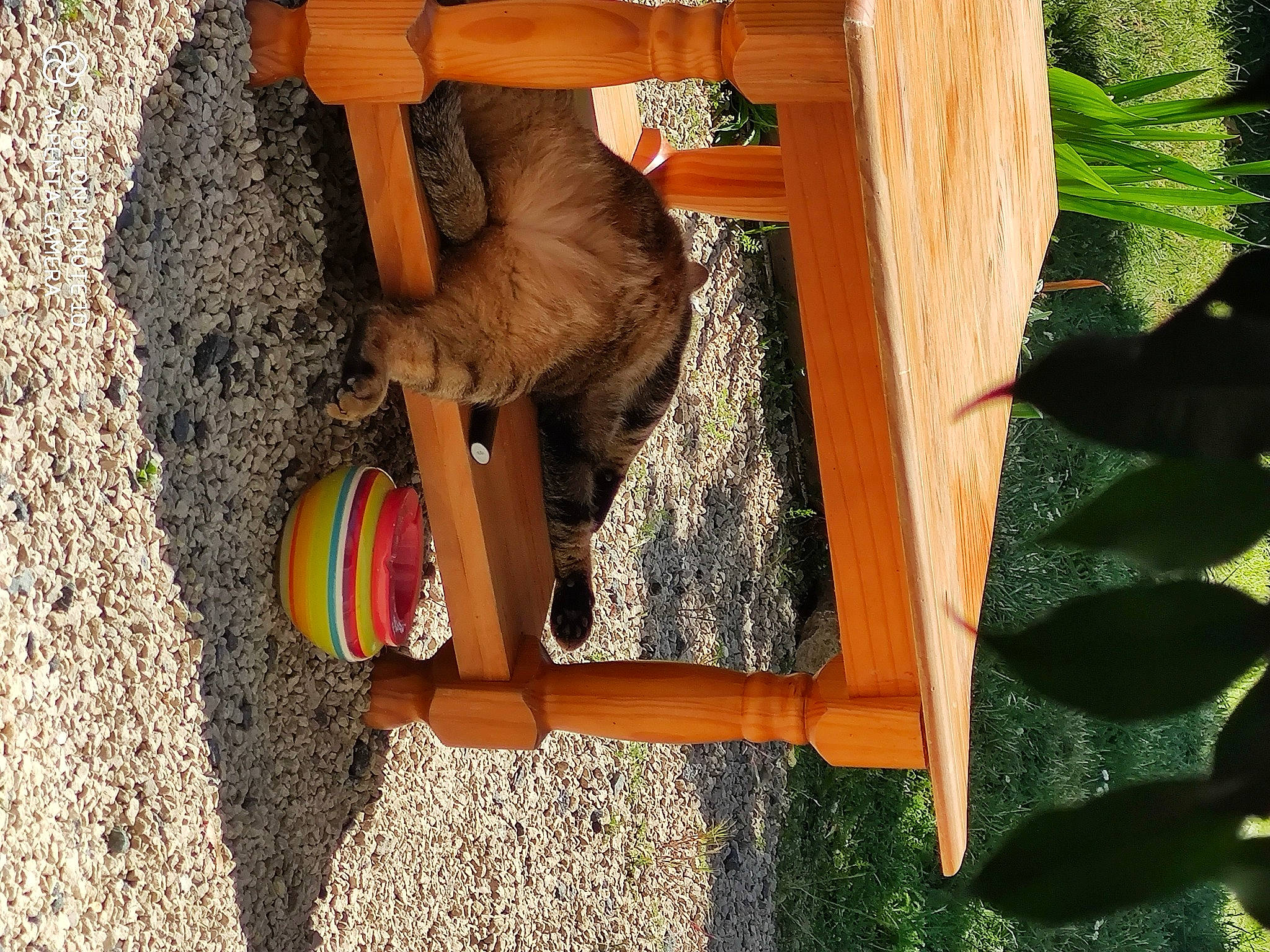 Maggie a rejoint le concours — aidez-le/la à gagner de superbes lots ! fawn, product, tail, wood