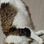 Oréo a rejoint le concours — aidez-le/la à gagner de superbes lots ! cat, fluffy, lying_down, carpet, relaxed, pet, animal, feline, white, brown, black, indoor, cute, fur, whiskers, resting, paw, tail, mammal, domestic