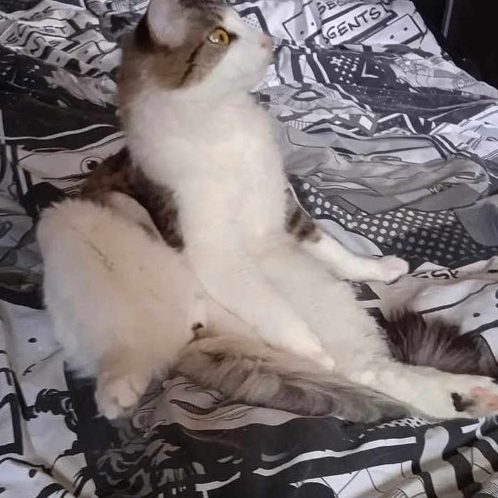 Oréo