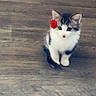 Oréo participe au concours pour gagner de l'argent avec cette photo : kitten, cat, flower, rose, pet, animal, cute, fur, small, looking_up, indoor, floor, wooden_floor, adorable, young, tabby, white_fur, black_fur, sitting, curious