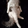 Oréo participe au concours pour gagner de l'argent avec cette photo : cat, fluffy, sitting, white, gray, long_tail, pet, animal, fur, indoor, relaxed, looking_at_camera, wide_eyes, cute, domestic_cat, whiskers, four_legs, feline, portrait, black_background