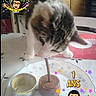 cat, birthday, cake, plate, table, kitchen, curious, celebration, sticker, cartoon, food, pet, feline, domestic_animal, indoor, furniture, cabinet, curiosity, animal, party