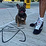 animal, building, casual, city, concrete, daylight, dog, french_bulldog, graffiti, happy, legs, outdoor, person, pet, sidewalk, sneakers, socks, street, urban, yellow_box