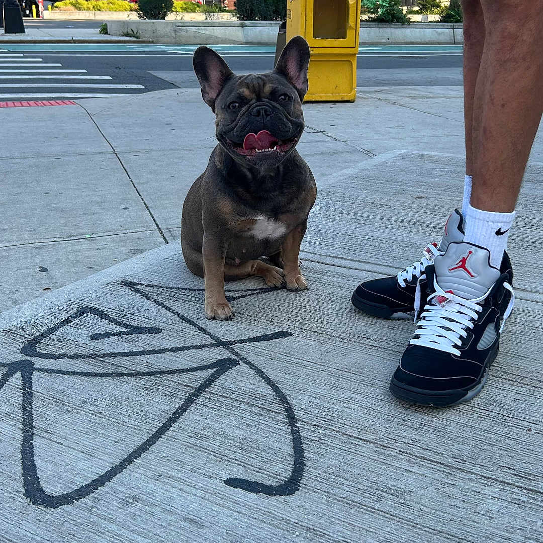 Nova-Fashion is registered to the contest to win money with this photo: animal, building, casual, city, concrete, daylight, dog, french_bulldog, graffiti, happy, legs, outdoor, person, pet, sidewalk, sneakers, socks, street, urban, yellow_box