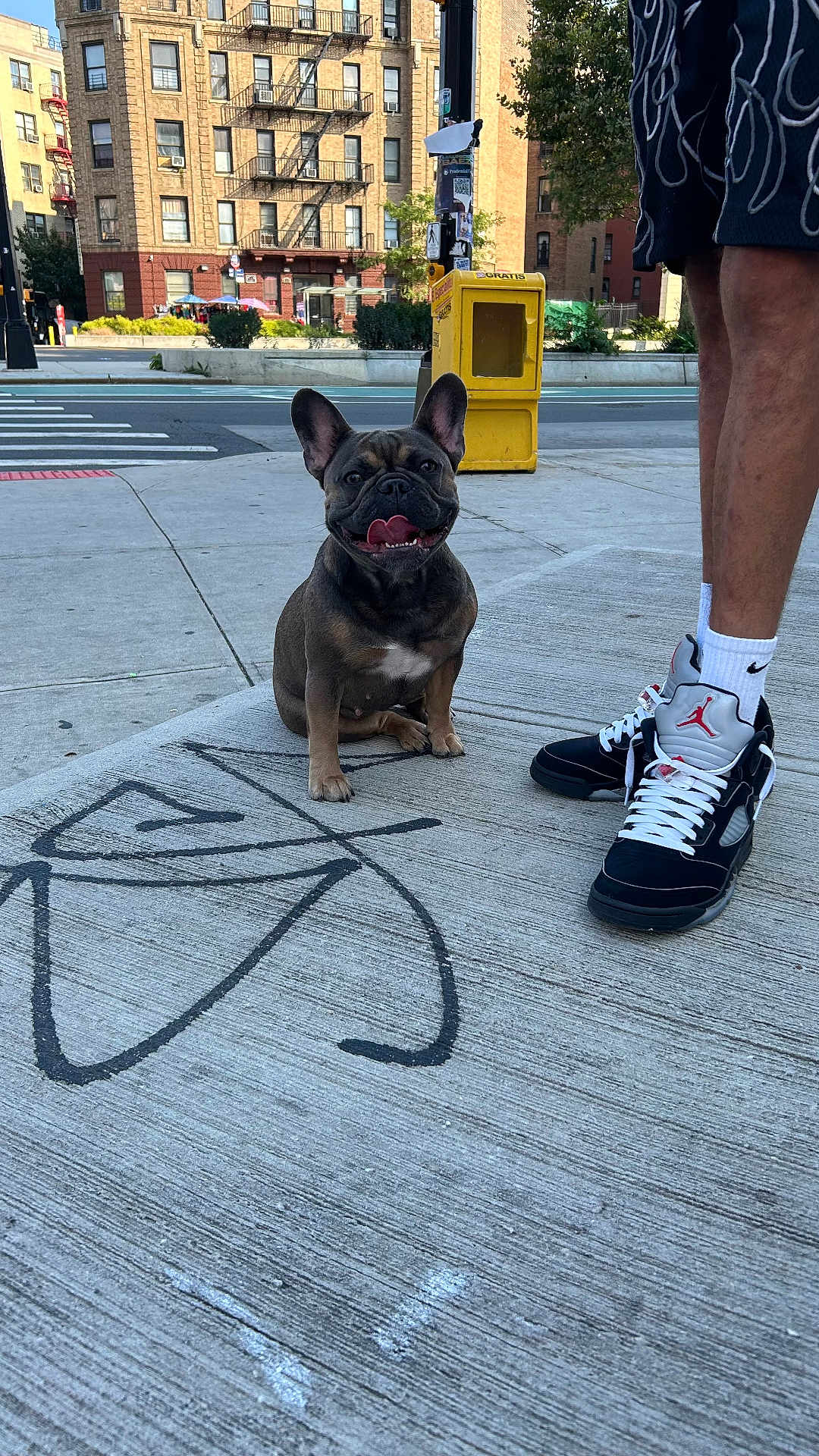 Nova-Fashion is registered to the contest to win money with this photo: animal, building, casual, city, concrete, daylight, dog, french_bulldog, graffiti, happy, legs, outdoor, person, pet, sidewalk, sneakers, socks, street, urban, yellow_box