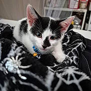 Goose joined the competition — help win amazing prizes! kitten, cat, black_and_white, blanket, spiderweb_pattern, indoor, pet, animal, cute, curious, collar, close_up, feline, soft_texture, decor, toy, resting, young, domestic, cozy