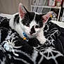 kitten, cat, black_and_white, blanket, spiderweb_pattern, indoor, pet, animal, cute, curious, collar, close_up, feline, soft_texture, decor, toy, resting, young, domestic, cozy