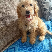 Parker is registered to the contest to win money with this photo: dog, puppy, fluffy, curly_hair, blue_blanket, couch, pillow, indoor, pet, happy, smiling, collar, bell, cute, small_dog, sitting, fur, eyes, tongue, cozy