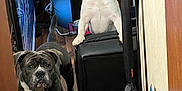 Bougie is registered to the contest to win money with this photo: dog, white_dog, black_dog, french_bulldog, bulldog, pet, animal, indoor, floor, ottoman, shoes, box, wood_floor, curious, looking, leash, collar, household_items, room, furniture