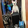 dog, white_dog, black_dog, french_bulldog, bulldog, pet, animal, indoor, floor, ottoman, shoes, box, wood_floor, curious, looking, leash, collar, household_items, room, furniture