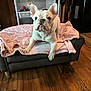 Bougie is registered to the contest to win money with this photo: dog, french_bulldog, pet, animal, blanket, couch, indoor, floor, wooden_floor, kitchen, appliance, furniture, curious, alert, small_couch, pink_blanket, paw_print, canine, domestic, companion