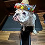 Bougie joined the competition — help win amazing prizes! dog, bulldog, white_dog, sombrero, hat, pom_poms, indoor, kitchen, floor_mat, wood_floor, pet, animal, cute, looking_up, small_hat, domestic, companion, funny_hat, portrait, mammal