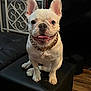 dog, french_bulldog, white_dog, pet, sitting, gold_chain, indoor, ottoman, black_furniture, wooden_floor, tongue_out, happy, cute, smiling, animal, canine, companion, household, decor, portrait