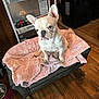 animal, blanket, canine, companion, cozy, cute, dog, ears, face, french_bulldog, fur, household, indoor, living_space, paw_print, pet, pet_bed, sitting, small_dog, wooden_floor