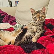 Buffy joined the competition — help win amazing prizes! animal, black, blanket, cat, comfort, couch, cozy, ears, eyes, feline, fur, household, indoor, paw, pet, red, relaxed, resting, tabby, whiskers