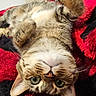 animal, black, blanket, cat, cozy, cute, domestic_cat, feline, fur, green_eyes, house, indoor, lying_down, pet, playful, red, relaxed, tabby_cat, upside_down, whiskers