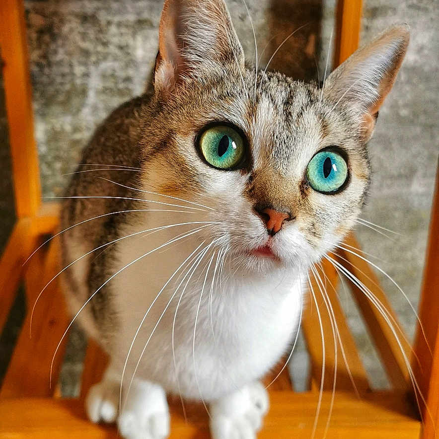 Choupette