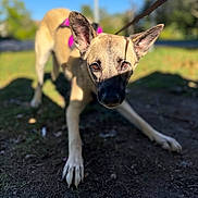 Oakley is registered to the contest to win money with this photo: dog, leash, outdoor, grass, shadow, ears, brown_fur, ground, daylight, animal, pet, nature, canine, closeup, playful, sunlight, park, stretching, focus, curious