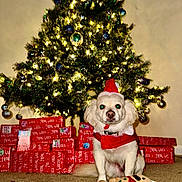 Leo Stanley Siblini is registered to the contest to win money with this photo: carpet, celebration, christmas, christmas_lights, christmas_tree, cute, decorations, dog, festive, festive_clothing, gift_boxes, gingerbread_man, holiday, holiday_spirit, indoor, ornaments, pet, plush_toy, red_wrapping_paper, santa_hat