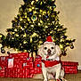 carpet, celebration, christmas, christmas_lights, christmas_tree, cute, decorations, dog, festive, festive_clothing, gift_boxes, gingerbread_man, holiday, holiday_spirit, indoor, ornaments, pet, plush_toy, red_wrapping_paper, santa_hat
