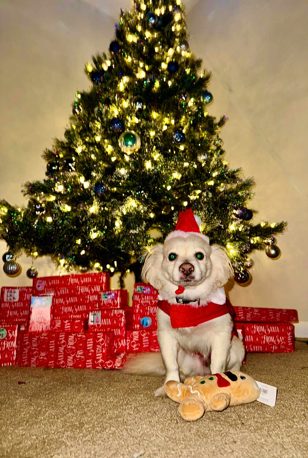 Leo Stanley Siblini is registered to the contest to win money with this photo: carpet, celebration, christmas, christmas_lights, christmas_tree, cute, decorations, dog, festive, festive_clothing, gift_boxes, gingerbread_man, holiday, holiday_spirit, indoor, ornaments, pet, plush_toy, red_wrapping_paper, santa_hat