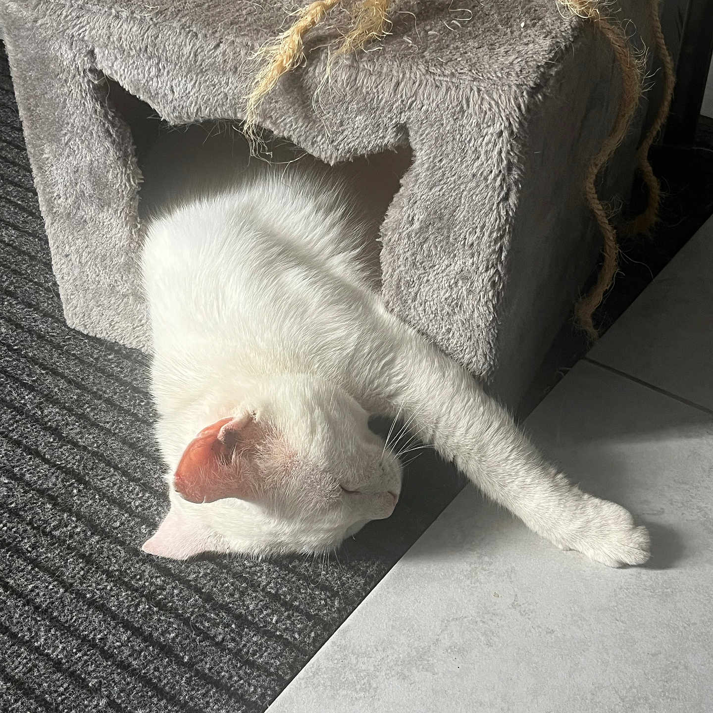 Neige a rejoint le concours — aidez-le/la à gagner de superbes lots ! animal, carpet, cat, cat_house, cozy, cute, feline, fur, home, indoor, paw, pet, relaxed, resting, sleeping, stretching, sunlight, tile_floor, whiskers, white_cat