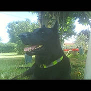 Salomon participe au concours pour gagner de l'argent avec cette photo : backyard, black_dog, closeup, collar, dog, foliage, garden, grass, green_collar, happy, muzzle, outdoors, panting, pet, shade, sitting, sunlight, teeth, tongue, tree
