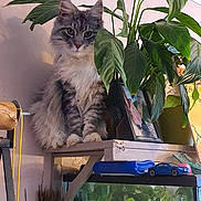 Thanos a rejoint le concours — aidez-le/la à gagner de superbes lots ! cat, fluffy_cat, indoor, plant, green_leaves, shelf, fish_tank, household_items, curious, pet, furniture, domestic, calm, portrait, animal, feline, home, decor, resting, closeup