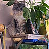 animal, calm, cat, closeup, curious, decor, domestic, feline, fish_tank, fluffy_cat, furniture, green_leaves, home, household_items, indoor, pet, plant, portrait, resting, shelf