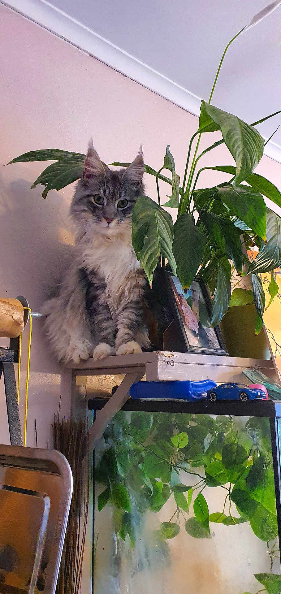 Thanos a rejoint le concours — aidez-le/la à gagner de superbes lots ! cat, fluffy_cat, indoor, plant, green_leaves, shelf, fish_tank, household_items, curious, pet, furniture, domestic, calm, portrait, animal, feline, home, decor, resting, closeup