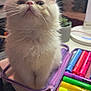 Chanel joined the competition — help win amazing prizes! cat, closeup, colorful, curious, cute, ears, face, feline, fluffy, indoor, kitten, markers, pencil_case, pet, small, stationery, table, whiskers, white_fur, young_cat