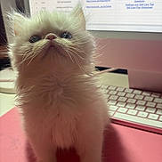 Chanel is registered to the contest to win money with this photo: kitten, white_fur, fluffy, cat, pet, indoor, computer, keyboard, monitor, workspace, pink_surface, curious, young_cat, feline, cute, small, domestic_cat, whiskers, office, technology