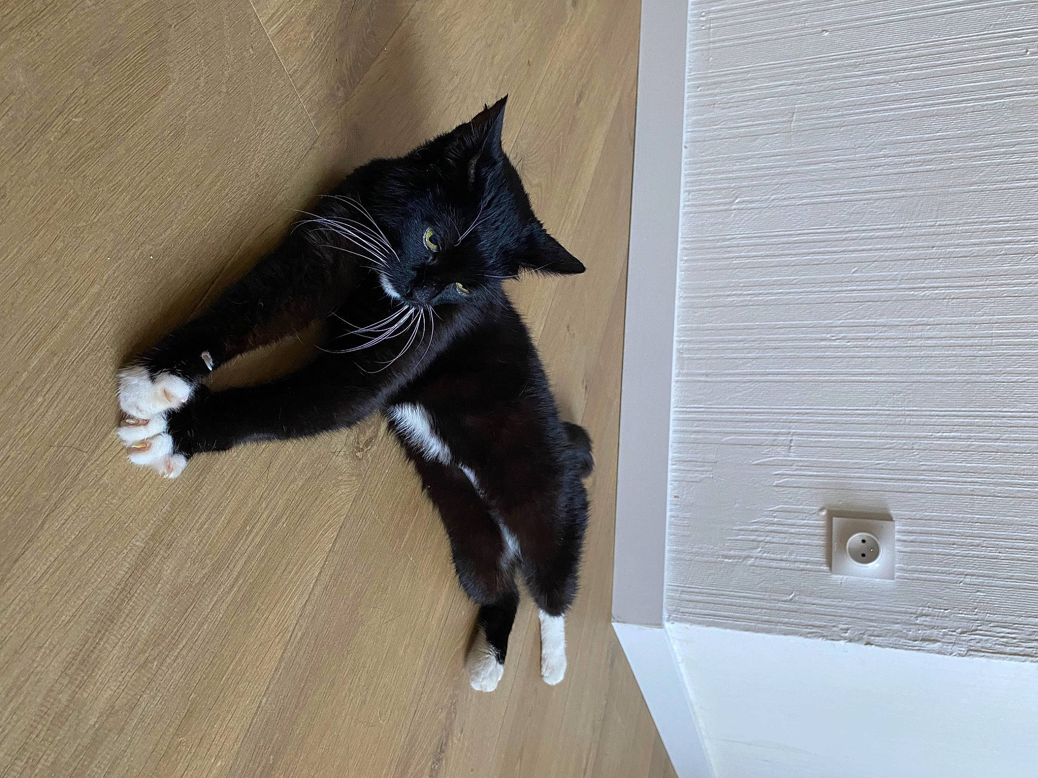 Jazz a rejoint le concours — aidez-le/la à gagner de superbes lots ! black_cat, canidae, carnivore, cat, claw, dog_breed, domestic_short_haired_cat, felidae, flooring, formal_wear, fur, hardwood, laminate_flooring, small_to_medium_sized_cats, snout, sporting_group, tail, whiskers, wood, wood_flooring