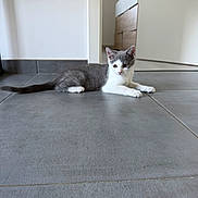 Bulle participe au concours pour gagner de l'argent avec cette photo : kitten, cat, gray, white, floor, tile, indoor, animal, pet, young, lying_down, curious, modern, minimalistic, room, domestic, whiskers, ears, tail, paws