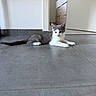 kitten, cat, gray, white, floor, tile, indoor, animal, pet, young, lying_down, curious, modern, minimalistic, room, domestic, whiskers, ears, tail, paws
