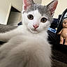 kitten, cat, close_up, paw, pink_nose, wide_eyes, indoor, doll, toy, black_bag, curious, pet, animal, white_and_gray, fur, whiskers, face, looking_at_camera, floor, background