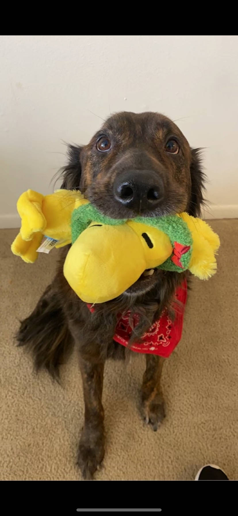 Purvis is registered to the contest to win money with this photo: canidae, carnivore, collar, companion_dog, costume, dog, dog_breed, dog_clothes, dog_collar, dog_supply, fashion_accessory, fawn, fur, leash, liver, personal_protective_equipment, pet_supply, snout, sporting_group, working_animal